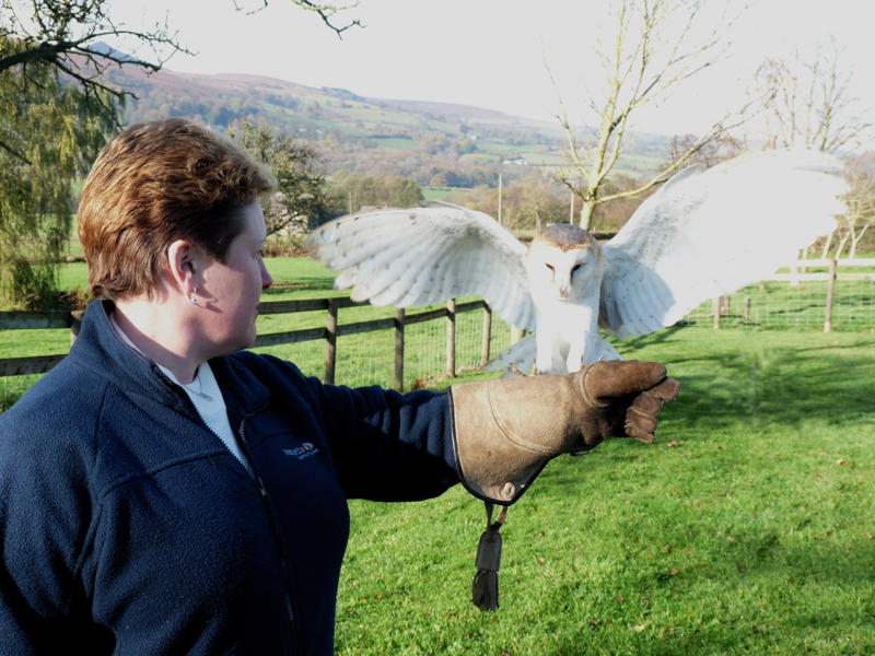 Barn owl to fist