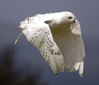Owl Experience-2