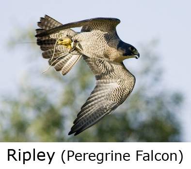 Peregrine 1-4 weiss02