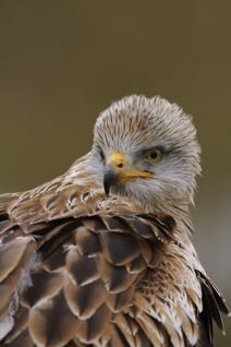 Red Kite Red Kite