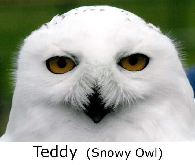 Snowy Owl-1-4 weiss