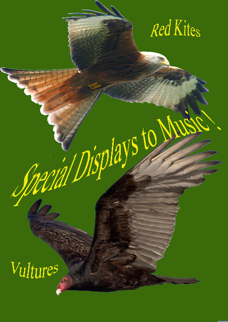 Special Displays